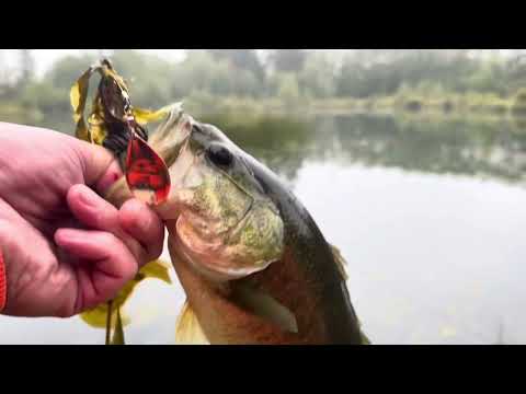 BASS O RAMA!!!