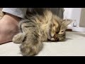 お姉ちゃんの足にはまって眠ってしまう 猫