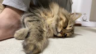 お姉ちゃんの足にはまって眠ってしまう 猫