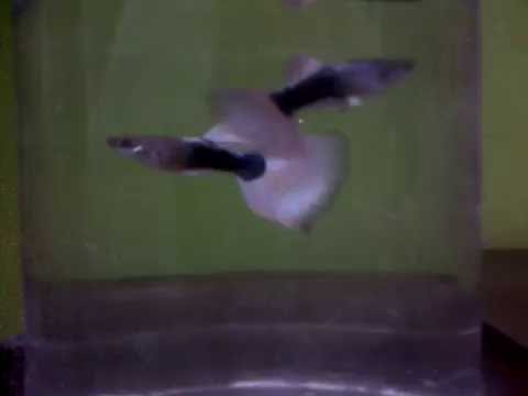 Video HB White Pastel Guppy Thumb Dorsal Top Quality - youtube