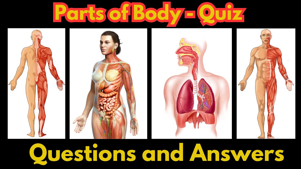Can You Pass This Human Body Test? - YouTube