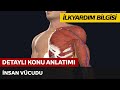 İlkyardım Bilgisi / İnsan Vücudu