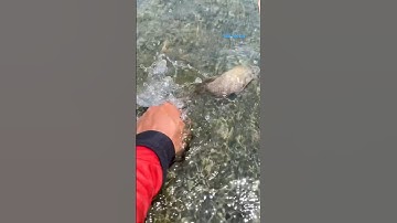 Cá Lớn - bắt Cá Chép ở vùng nước cạn 😱 #khacthuyvlogg