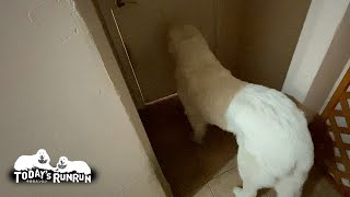 ご飯が食べたくてお父さんを起こしに行ったルンルンです　Great Pyrenees　グレートピレニーズ