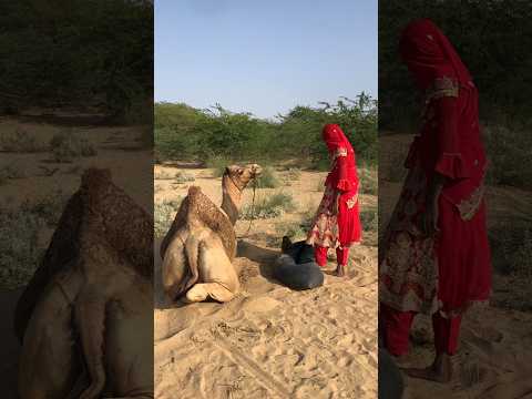 سقط القماش قرب الجمل فالتقطت ه المرأة والجمل ينظر إليها بغضب