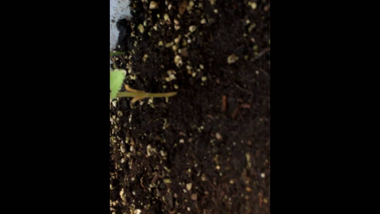 Cannabis plant yellowing