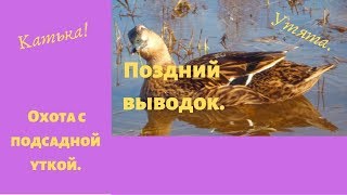 Подсадные утки. Поздний выводок Подсадные утки. Поздний выводок