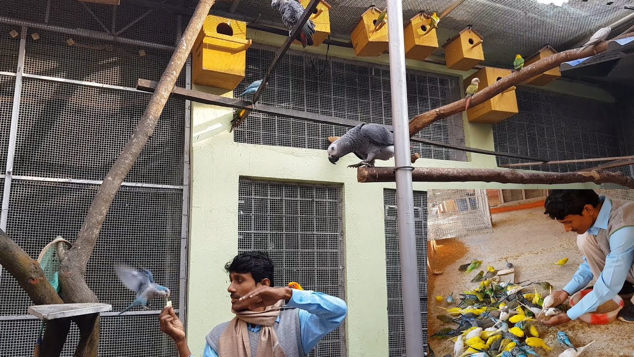 Exotic Birds Parrots Aviary / Calcium & Vitamin For Birds / Heart Touch with Birds.