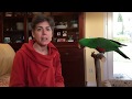 Como enseñé a mi loro Eclectus el clicker y el truco de girar