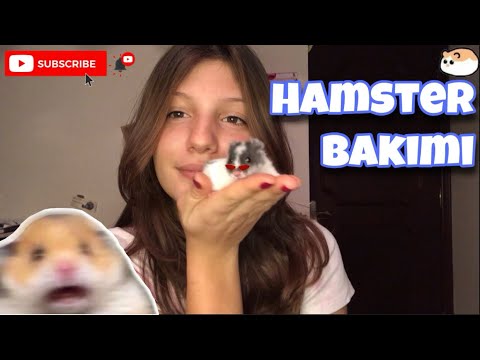 Video: Hamster'ınız Bebek Yapıyorsa Yapmanız Gereken 6 Şey