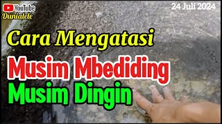 Musim Mbediding / Musim DINGIN, Ini Solusinya....