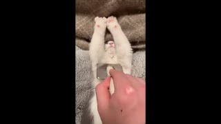 Cat Lift Its Hands While Sleeping on Its Back to Get Some Message With a Scratcher