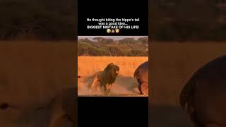 Lion Bites a Hippo’s Tail… Then Gets Covered in 💩🤣🦁