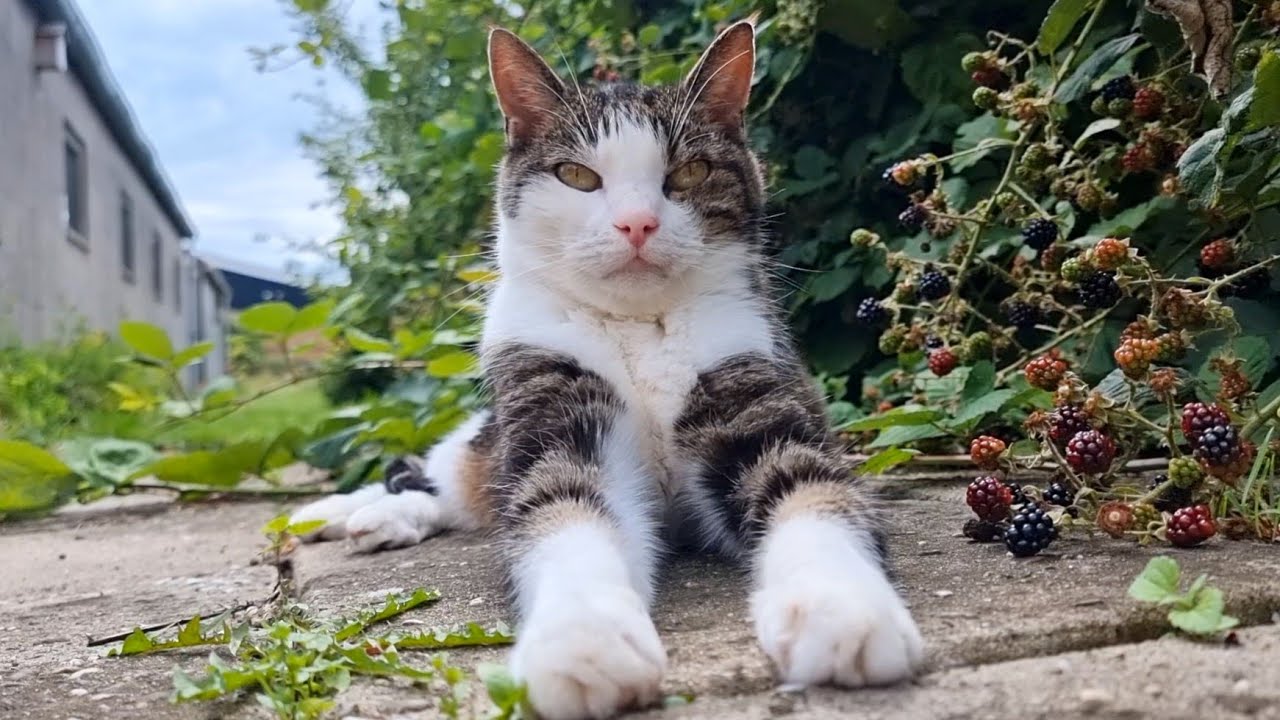 Cat Arie relaxing in the garden
