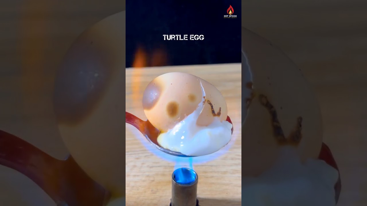Hot Spoon 🔥 Vs Turtle Egg 🥚
