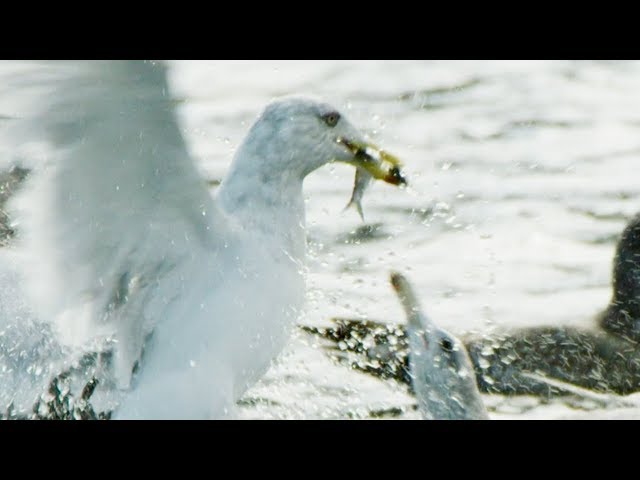 Seagulls and Guillemots Working Together to Fish | BBC Earth class=