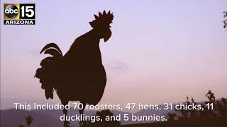 PD: 70 roosters collected from cockfight ring - ABC15 Crime