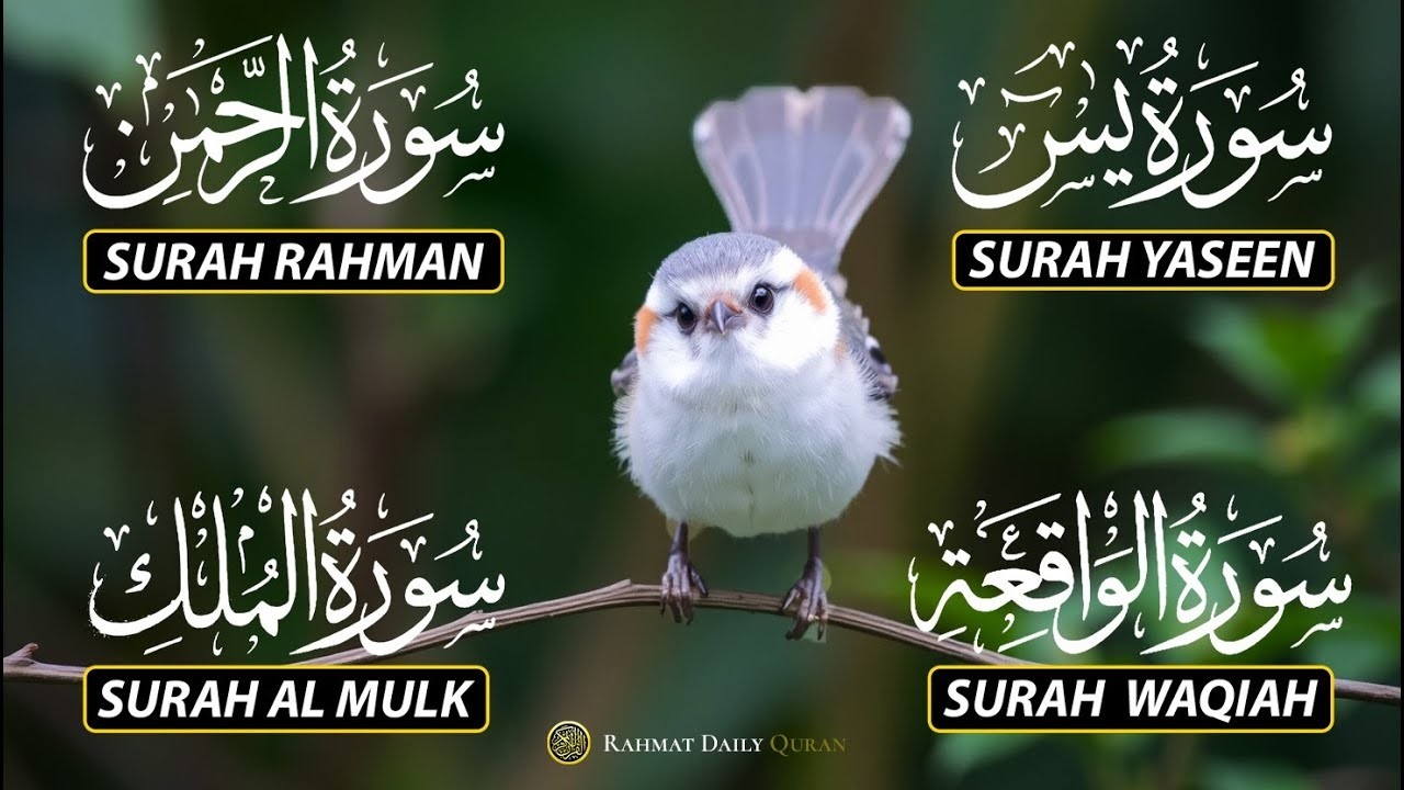 Magical Recitation Surah Yaseen (Yasin) | Surah Rahman | Surah Waqiah | Surah Mulk