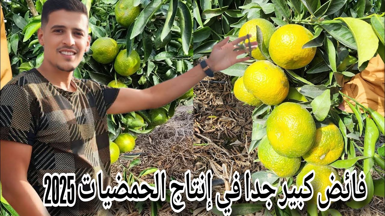 فائض كبير في إنتاج الحمضيات  مندرين صنف متأخر في النضج Mandarine variété tardive 