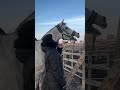 HORSE LAUGHING 