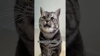 Helping A Hungry Kitty Adorable Pet Launch Plan