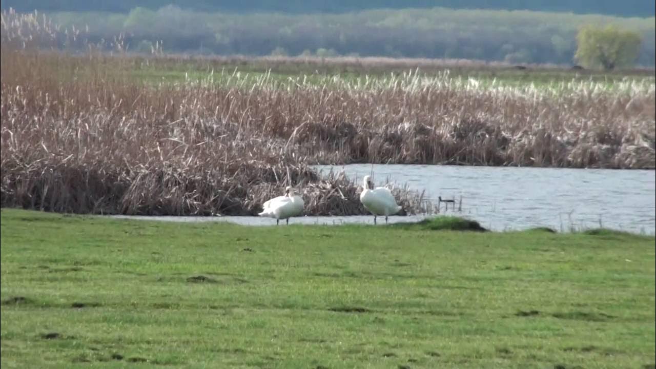 Gusi i lebedi. Стая лебедей. Мимо гуси. Дикие гуси весной. Выткался на озере.