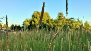Lovely Summer Time Ambience |  Wild Grass Gentle Swaying 
