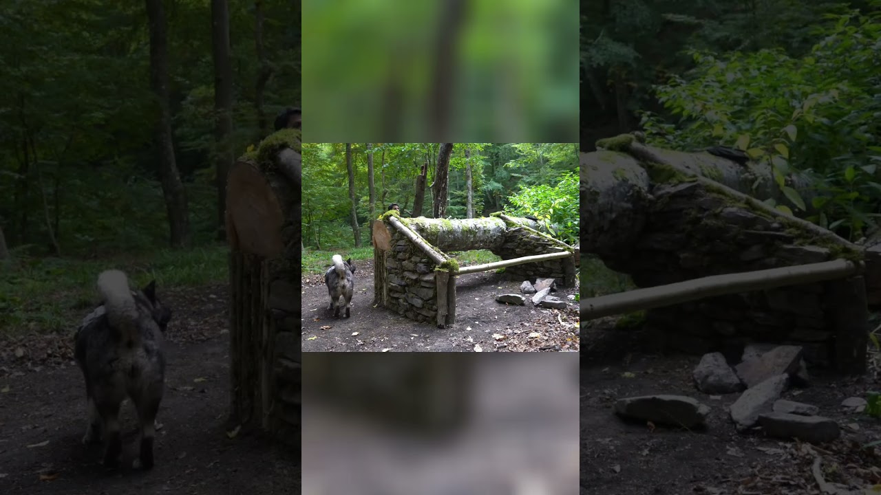 Building a Forest Shelter | Man and Dog's Wilderness Adventure! 