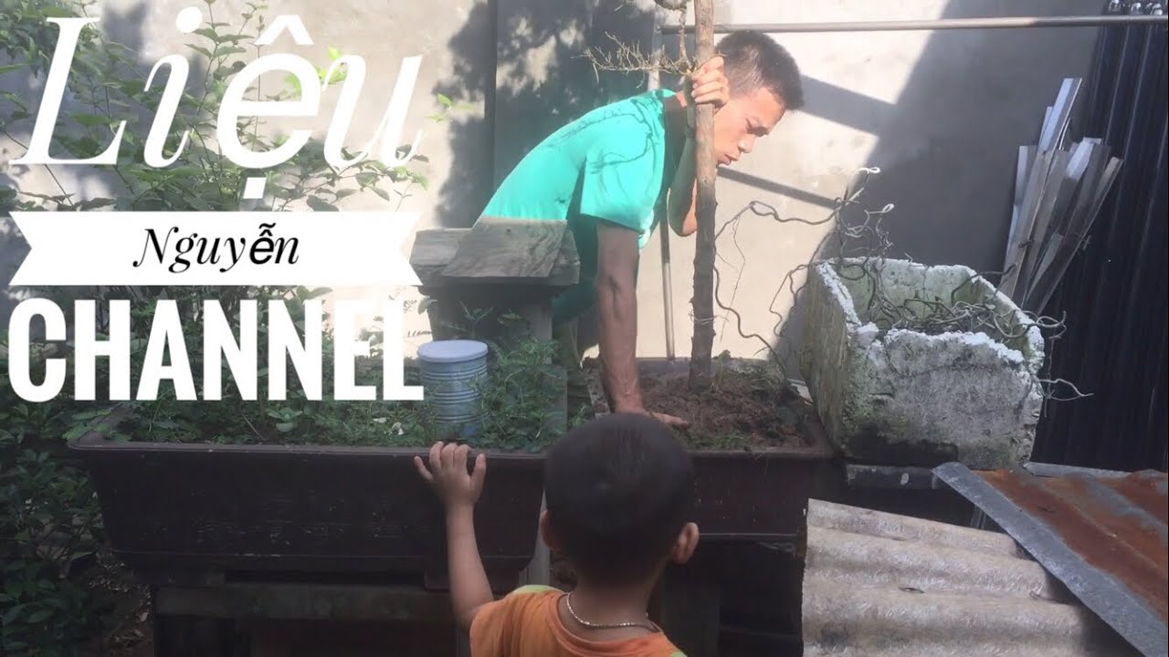 Bonsai.Mưa Bão Cây Tùng Đổ_Trồng lại Thôi - YouTube