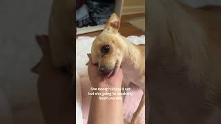 Emotional bond with pets is a different kind of love #petbond #dog #chihuahua