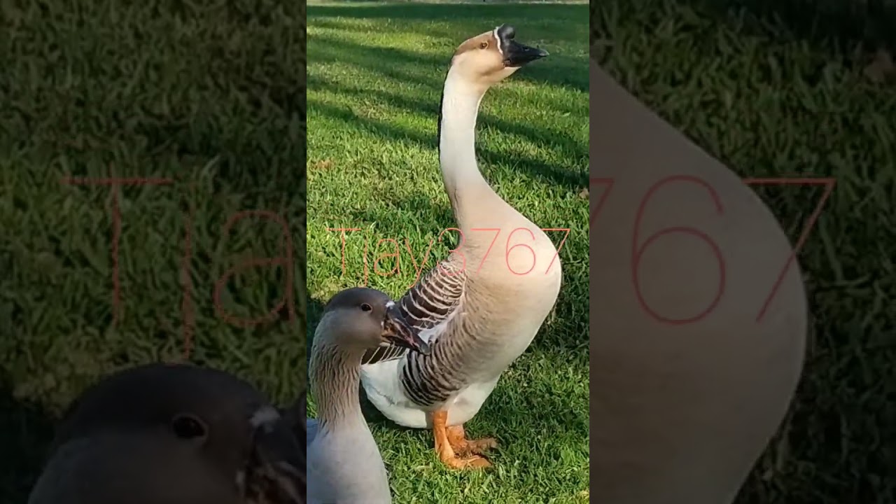 Geese #waterfowlphotography #Honkingcalls