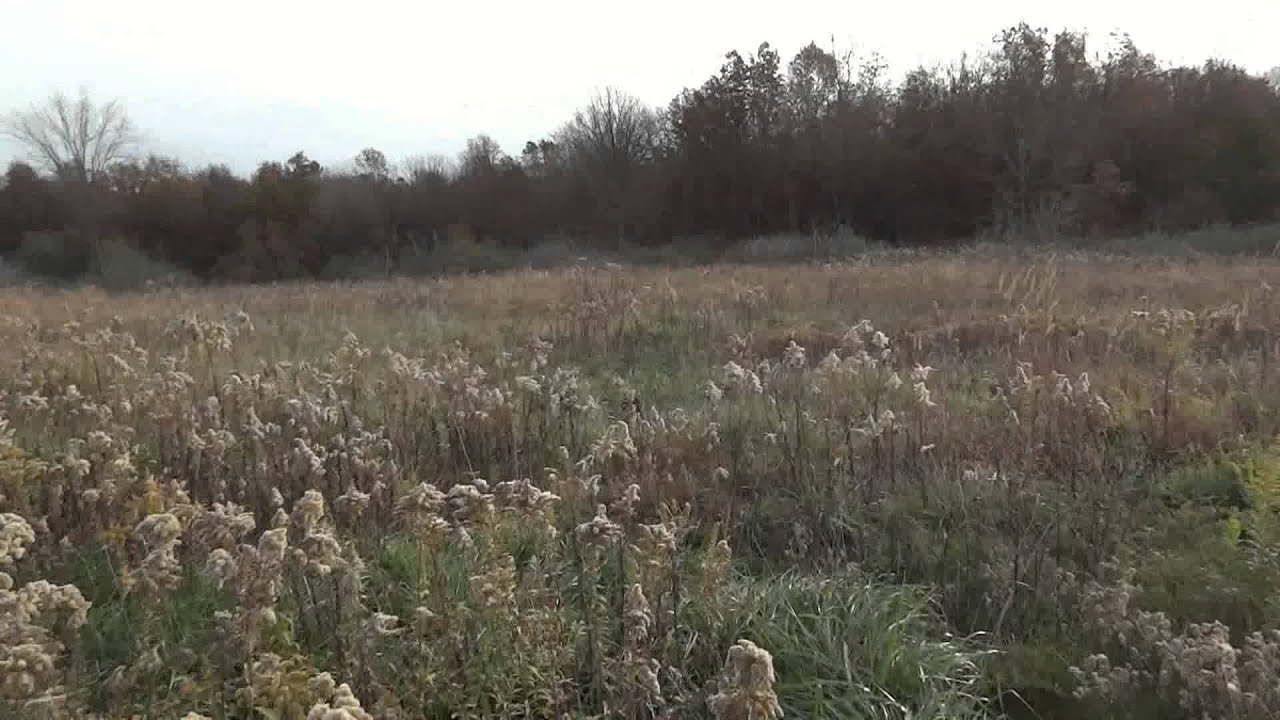 Missouri Rabbit Hunt 11032012 YouTube