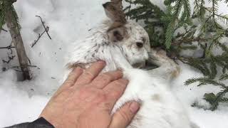 Rabbit Snaring Catch And Cook