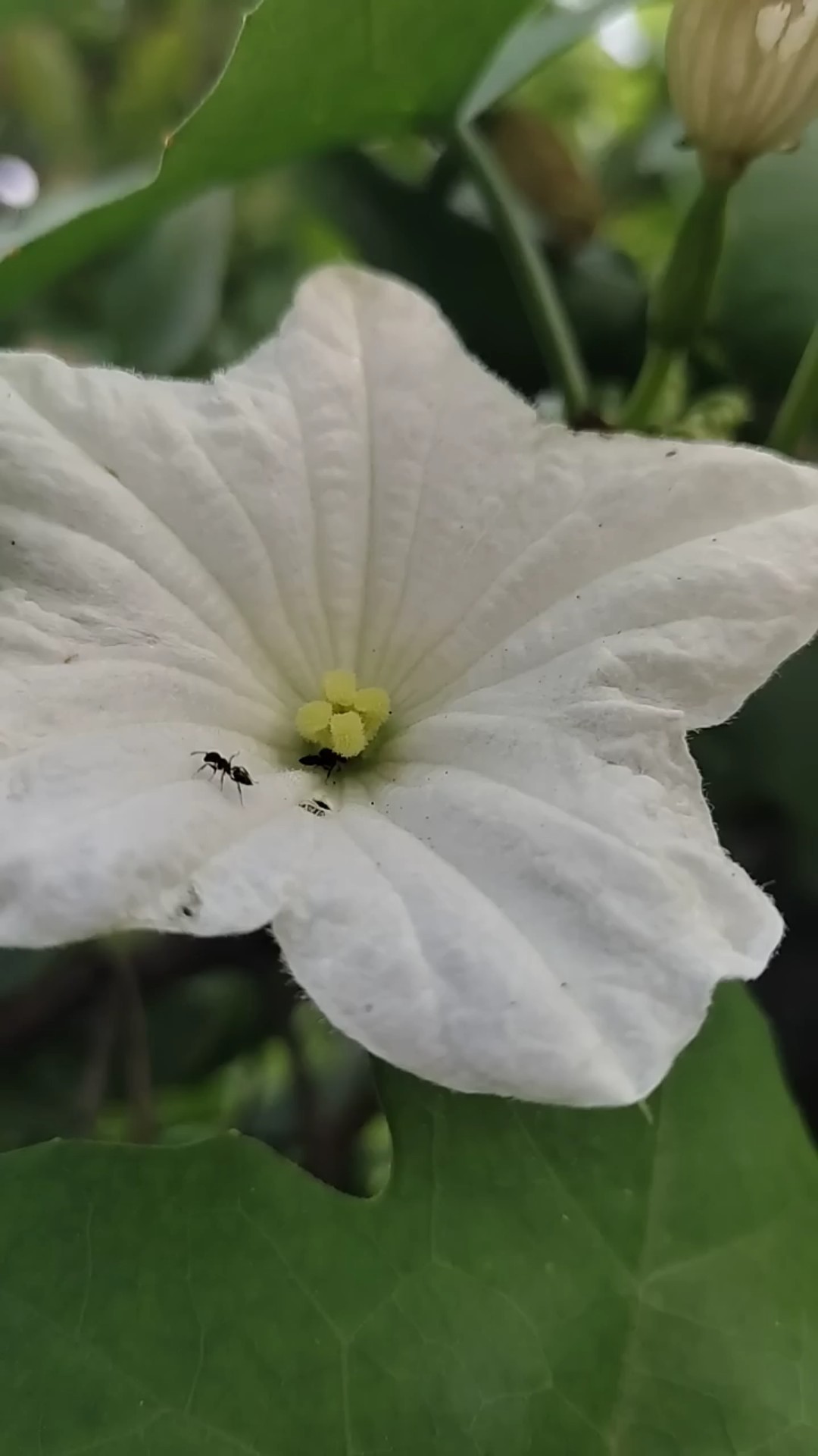 👌 छत्तीसगढ़िया सबसे बढ़िया - ShareChat