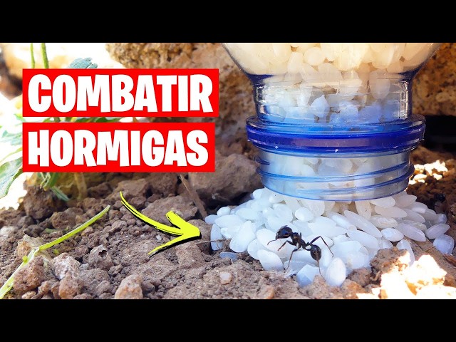 ADIÓS A LAS HORMIGAS CON ESTE REMEDIO NATURAL 🐜 | La Huerta de Ivan class=