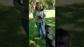 Muzzle Conditioning Part 3 – Building Duration & Introducing the Strap!