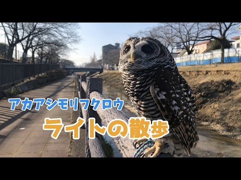アカアシモリフクロウ　ライトのお散歩♪