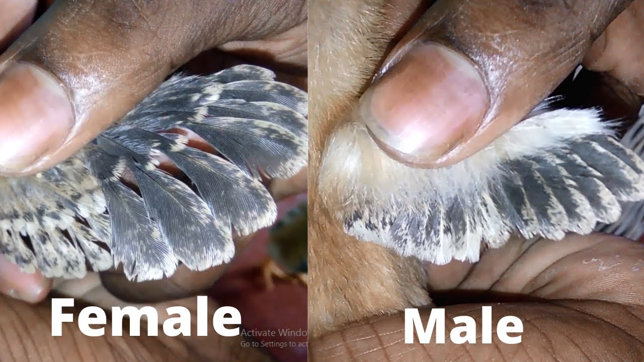 Chicken male female difference  how to tell if a baby chick is male or female
