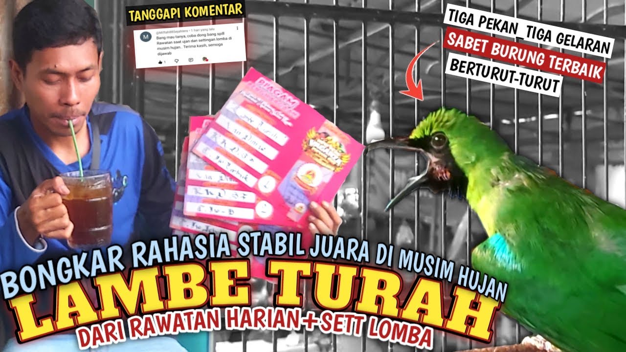 TIPS DONGKRAK EMOSI Cucak ijo MELEMPEM Saat Hujan  ‼️rawatan cucak ijo susah On dan sett lomba