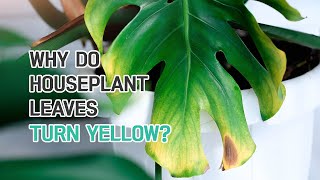 WHY DO YOUR HOUSEPLANT LEAVES TURN YELLOW?