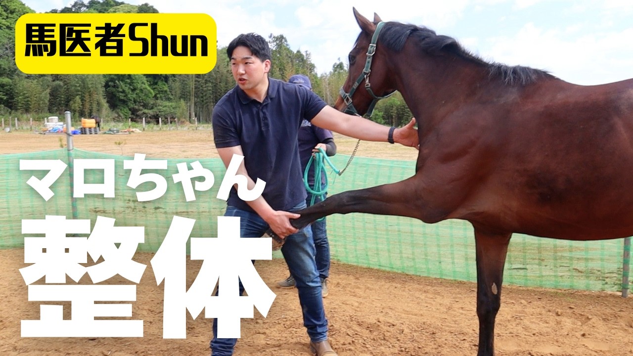 馬に整体？！マロちゃんは施術前後でどう変わる？乗り比べてみた！｜馬