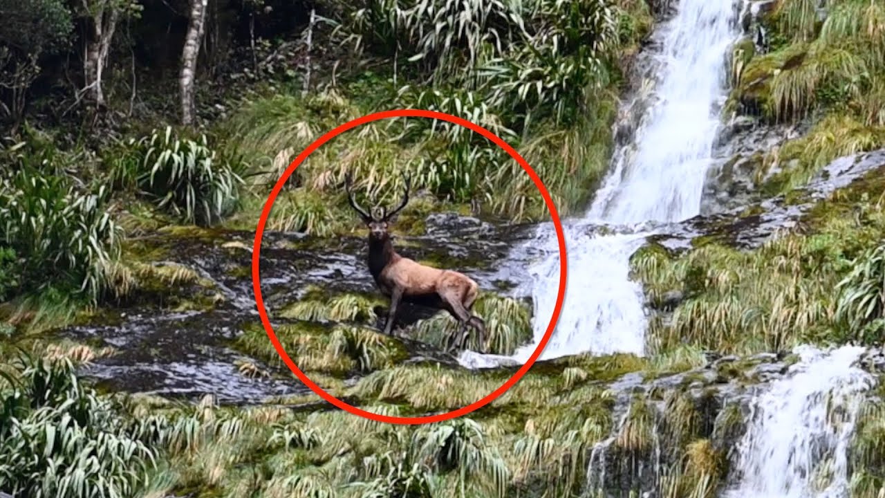 Elk Falls Off Waterfall To Her Death At My Feet!!!