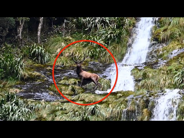 Elk falls off waterfall to her death at my feet!!!