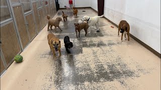 DOGFATHER TV Doggy Daycare‼️