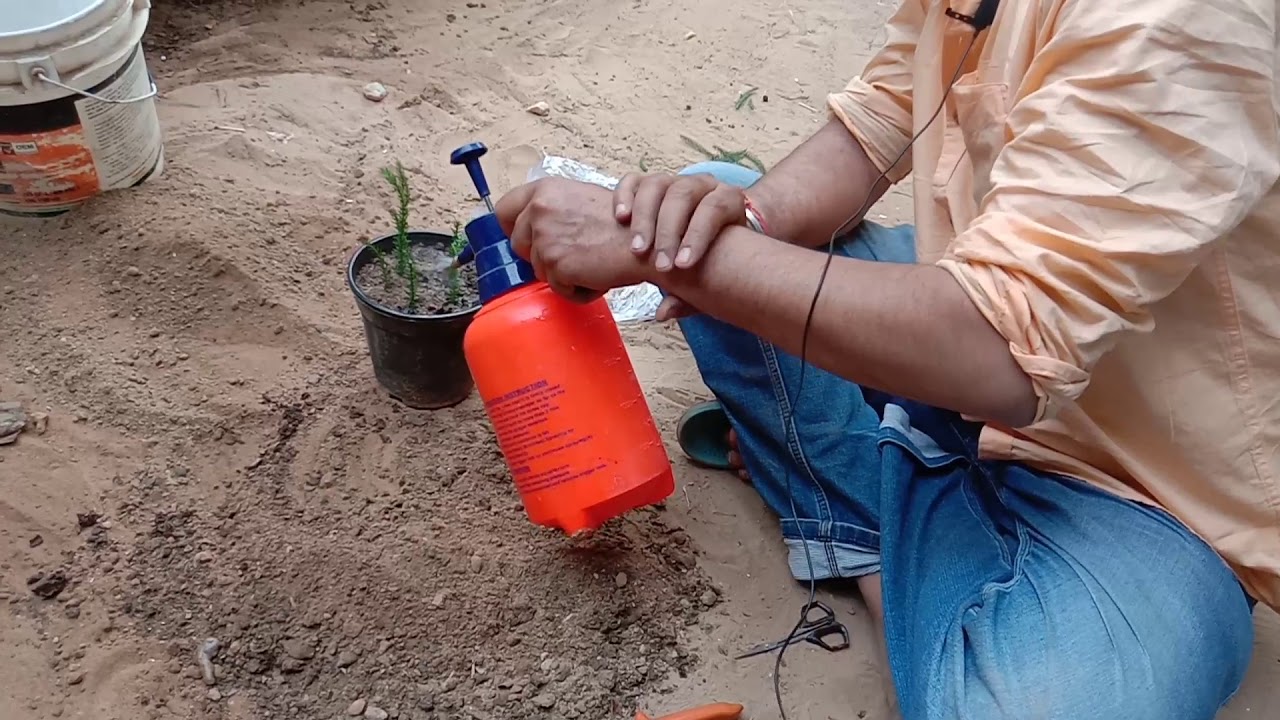 Aracariya.christmas tree easy grow by Rajesh marvadi