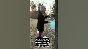 maple syrup: sap storage solution