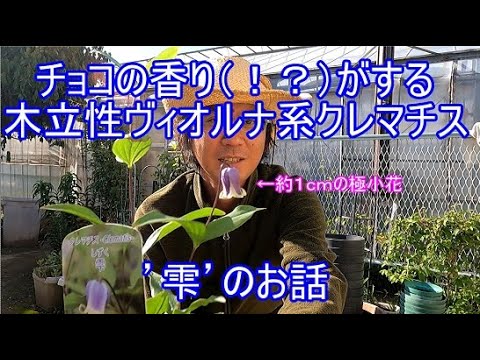 Explanation video of 'Shizuku' (Clematis variety explanation #20