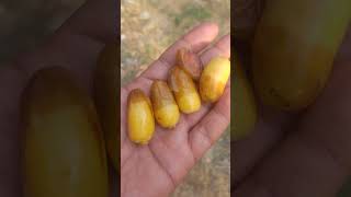 Eating Dates | Varieties Khajoor🌰Fruits . #nature #4k #balochistan #shorts #dates #fruit #garden
