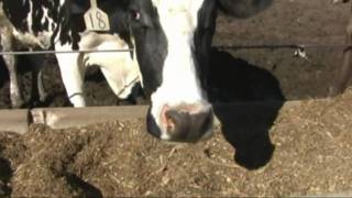 Virtual Farm Tour: Wald Dairy