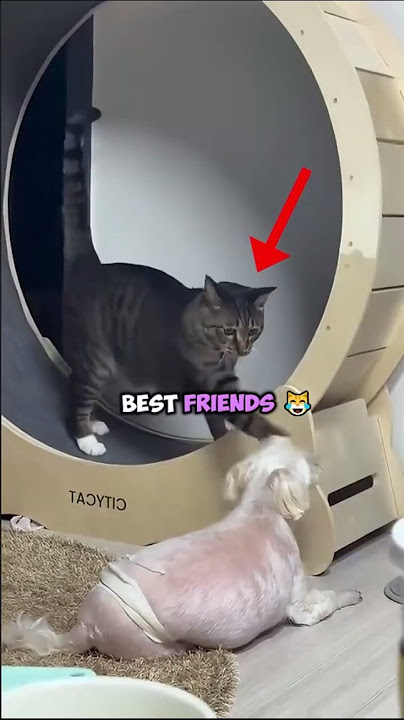 When Cats and Dogs Team Up 😹🐶 #cat #dog